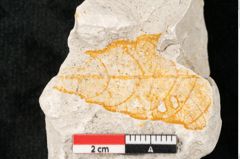 Foto (Detailansicht) von Quercus dampieri Ettingshausen (NHMW-GEO-2024-0188-10365)